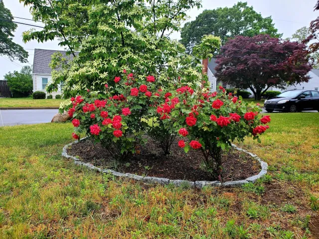 Landscape Maintenance