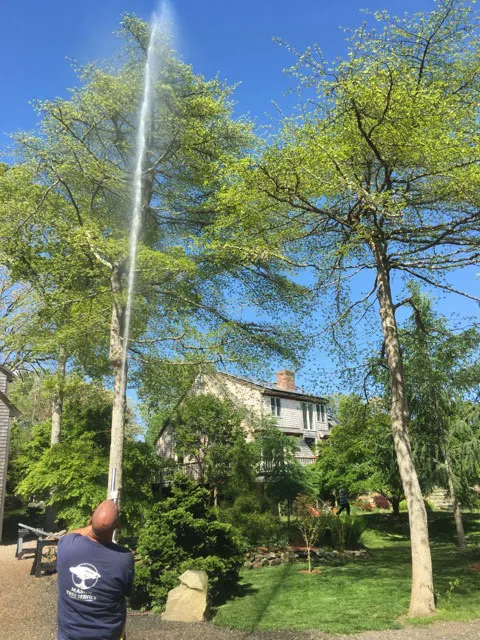 work photo from masontreeservice.com