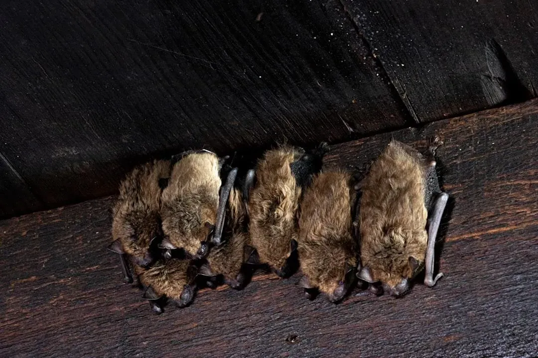 Bats in the attic - Acorn Wildlife Solutions - Russell, MA