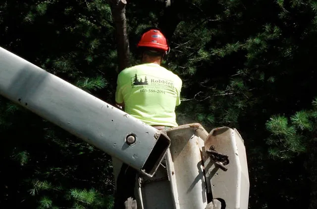 Robblee Tree Services LLC. work photo
