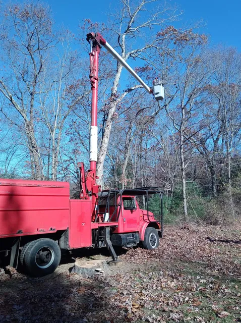Deadwood Tree and Stump Service LLC work photo