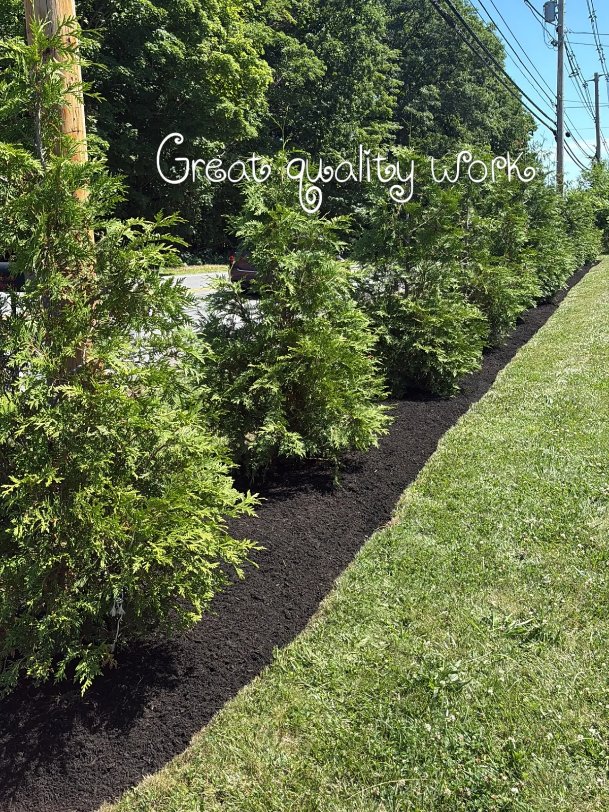 Fresh mulch bed with newly planted arborvitae hedge