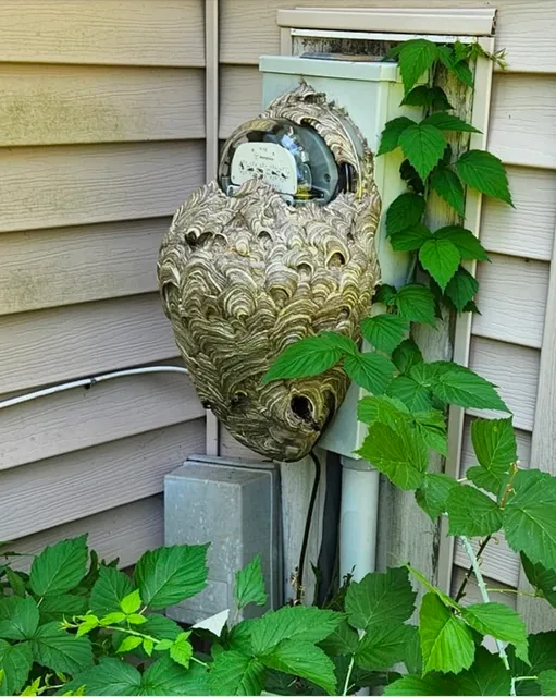 Shield Pest Control work photo