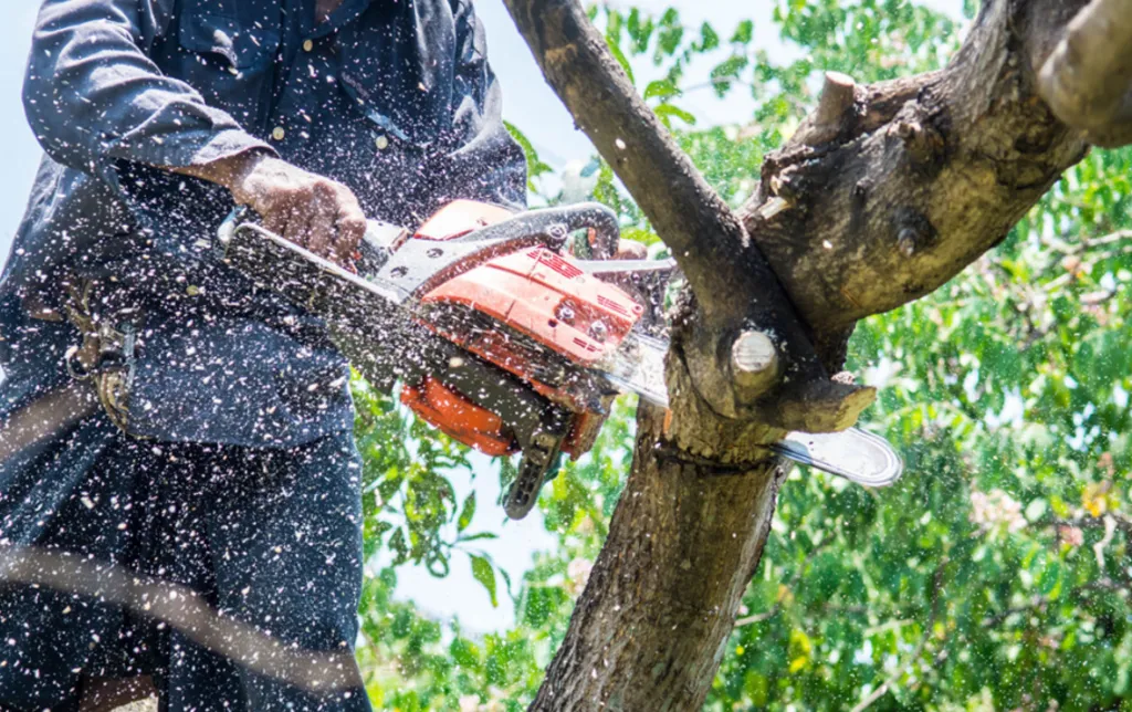 work photo from capecodtreeservices.com