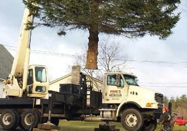 work photo from philstreeservices.com