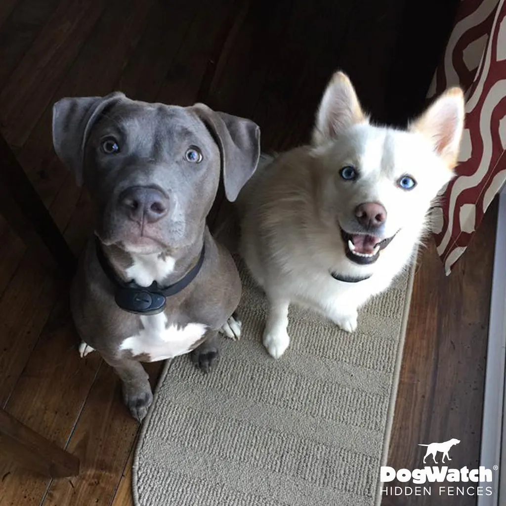 work photo from dogwatchsystems.com