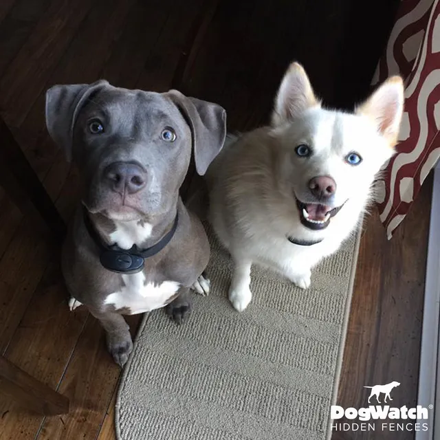 work photo from dogwatchsystems.com
