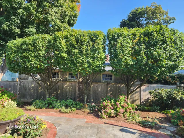 Bosley Tree and Shrub Care work photo