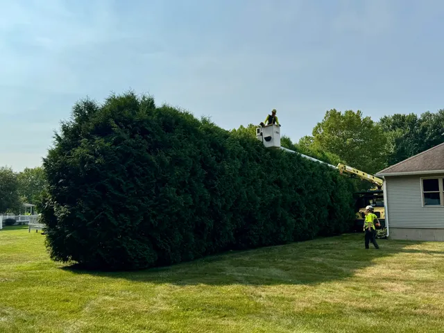 Bartlett Tree Experts work photo