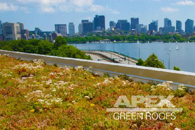 Apex Green Roofs researched project photo