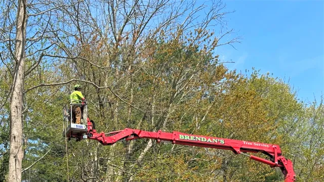 Brendan's Landscape & Tree Service work photo