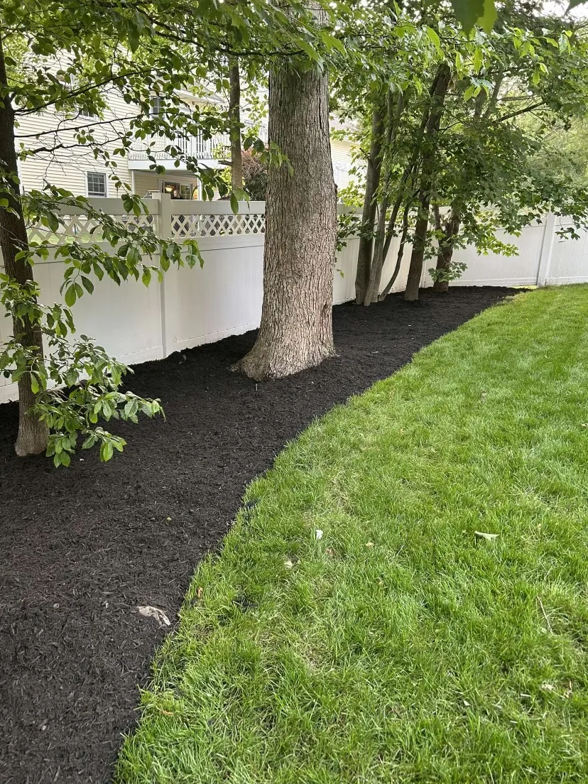 Before and after yard cleanup