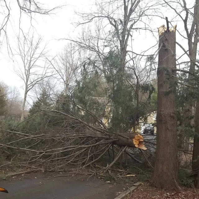 broken tree due to storm