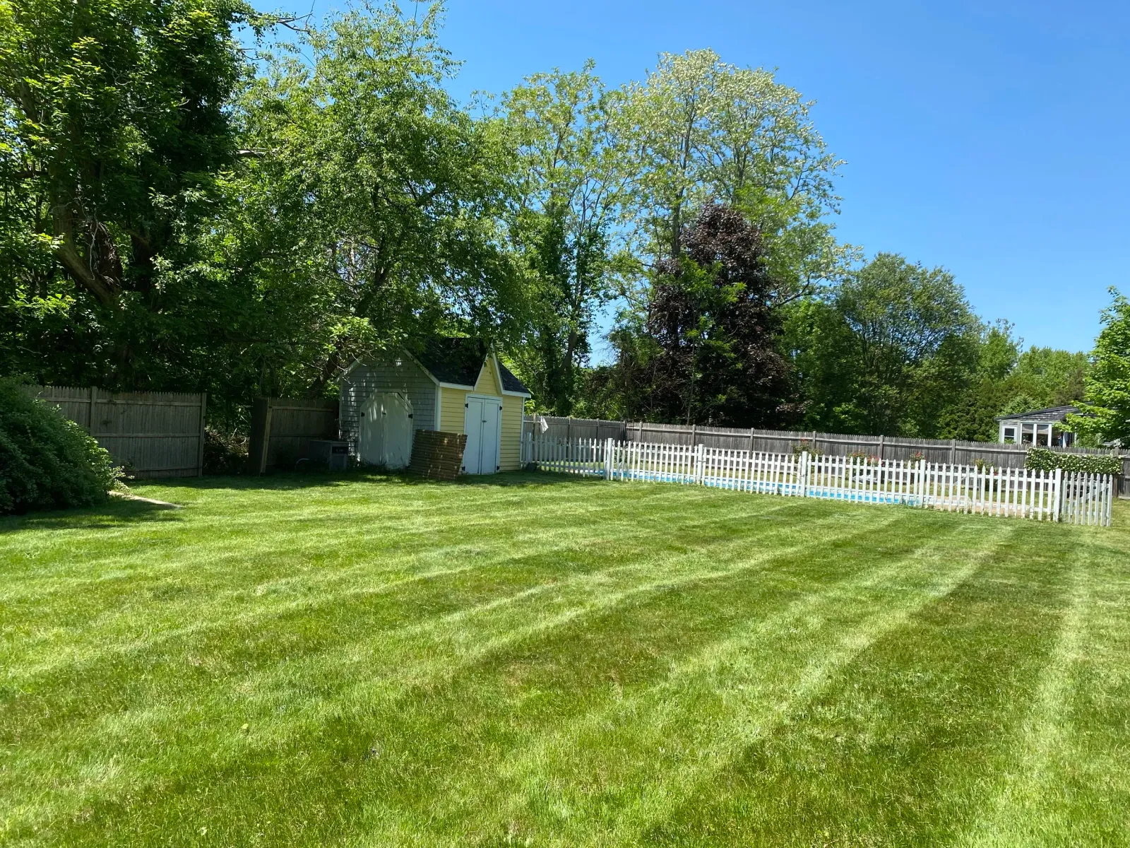 A backyard with a green lawn, bordered by a white picket fence and trees. A small yellow and gray shed is on the left side.