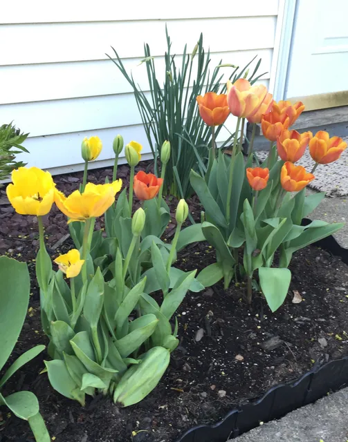 Frank Albano Lawn Care Service work photo