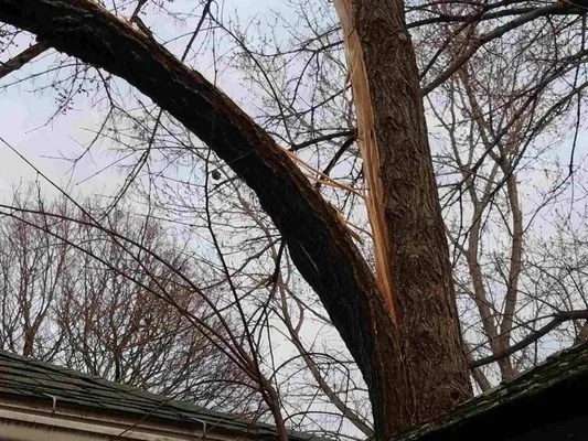 J. Bonin Tree Services, LLC verified work photo