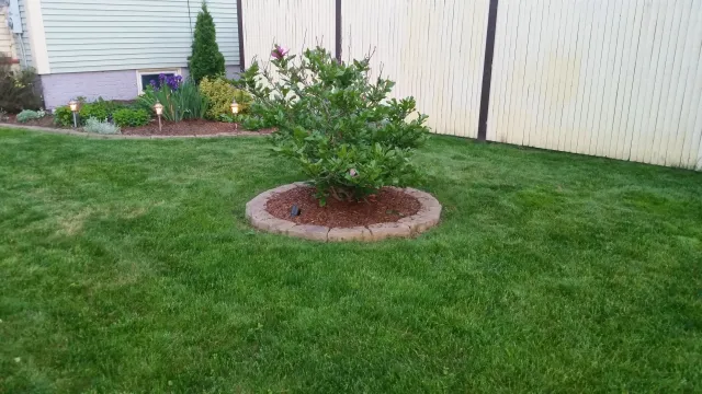 Backyard with well-maintained green grass, a small landscaped area featuring a shrub encircled by a border of stones, garden lights, and a fence in the background.
