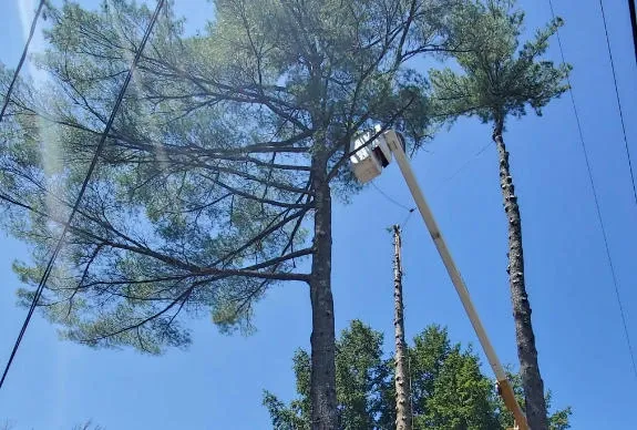 work photo from btbtreeservice.com