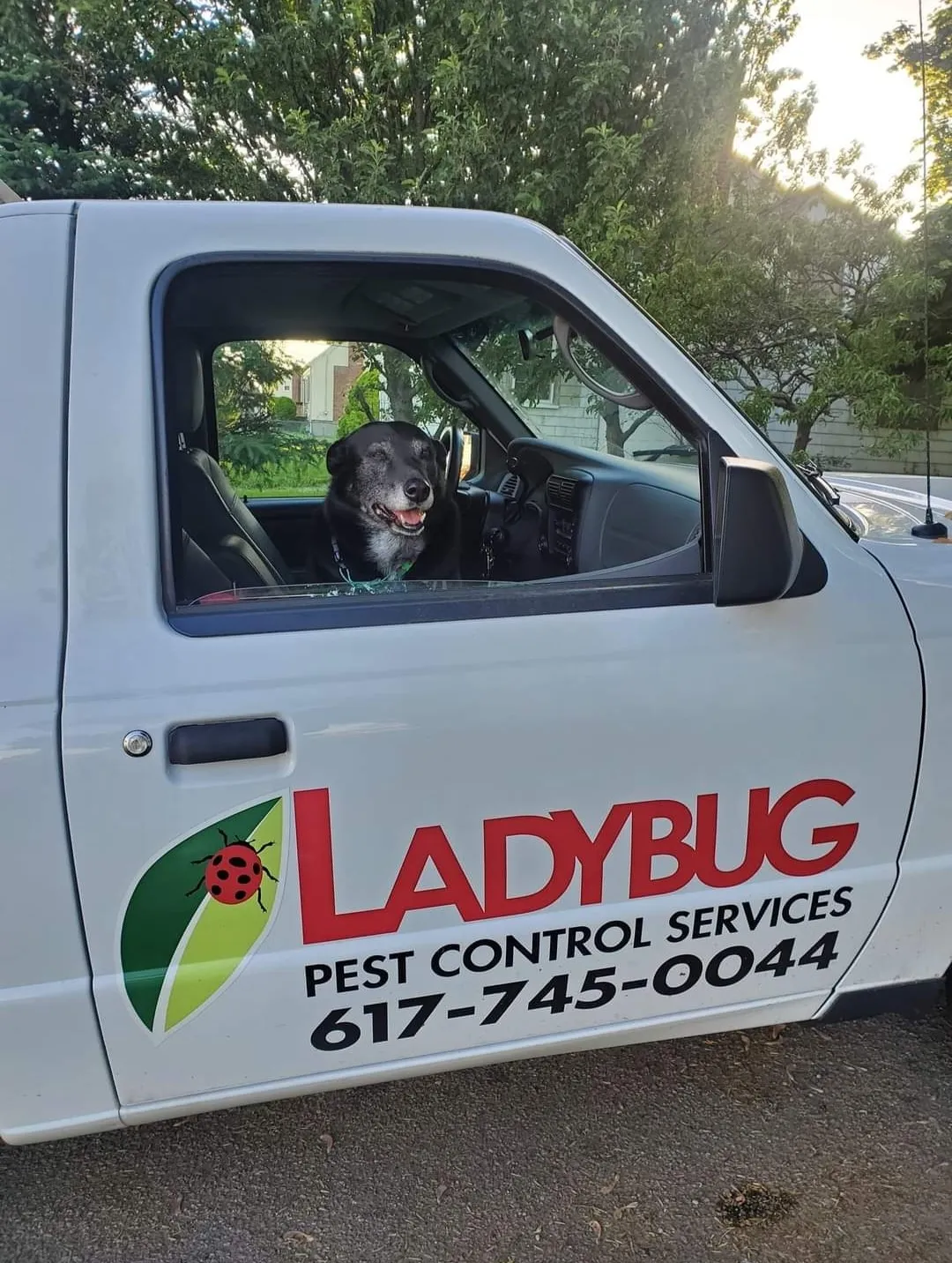 Ladybug Pest Control Services