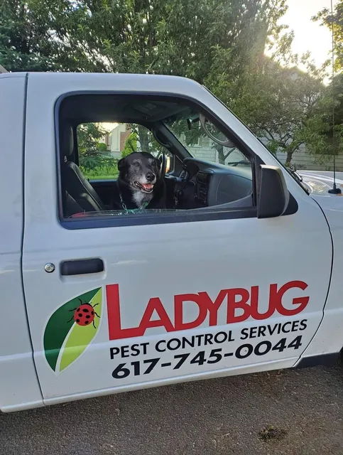 Ladybug Pest Control Services