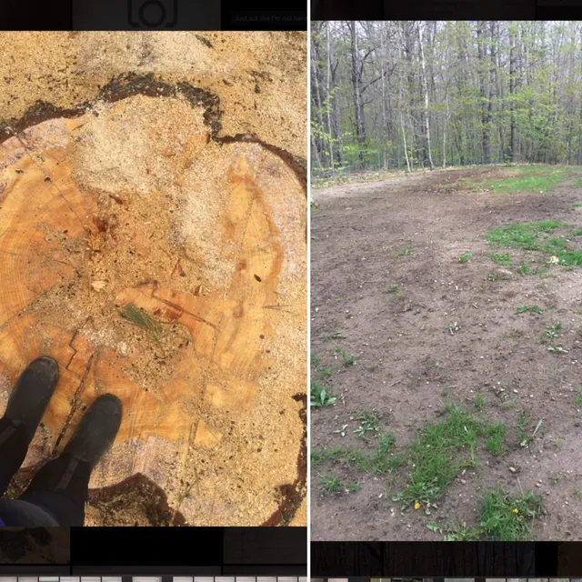 Wheeler Stump Grinding work photo