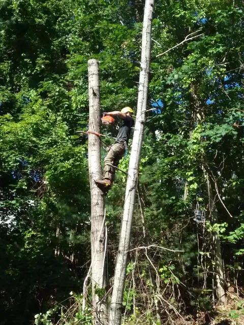 Northwood Tree Care LLC work photo