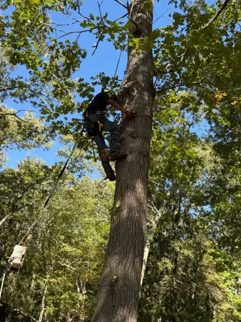 Person climbing a tree, secured by ropes and harness, sunny day, surrounded by trees.