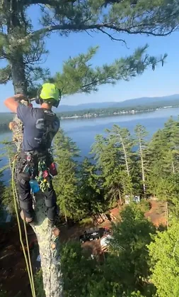 Tree Services on a Lake