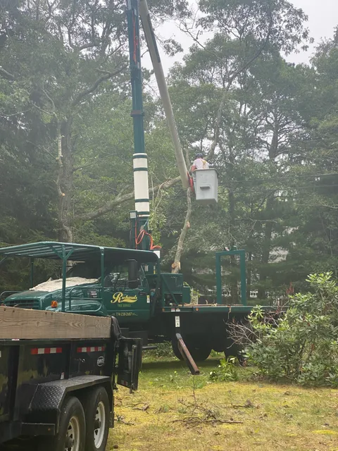 Richards Tree Service work photo