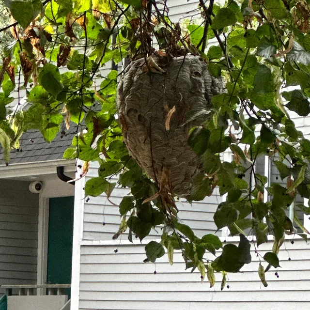 Nuisance RMVL LLC Pest Control work photo