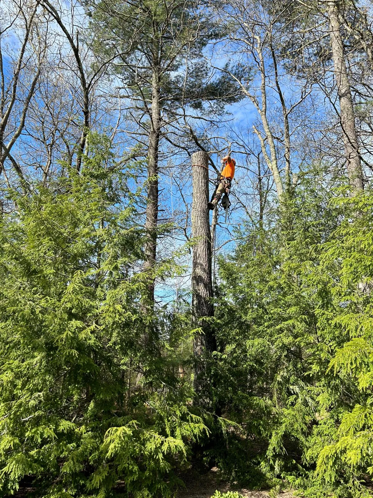 Monteros Tree Service & Landscaping