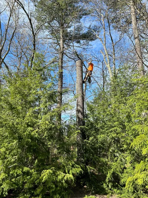 Monteros Tree Service & Landscaping