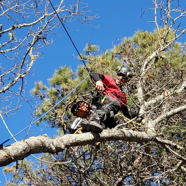Up A Tree LLC on Cape Cod work photo