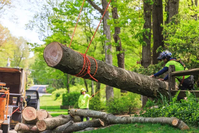 Tree log being lifted by ropes onto a truck, two workers in safety vests.
