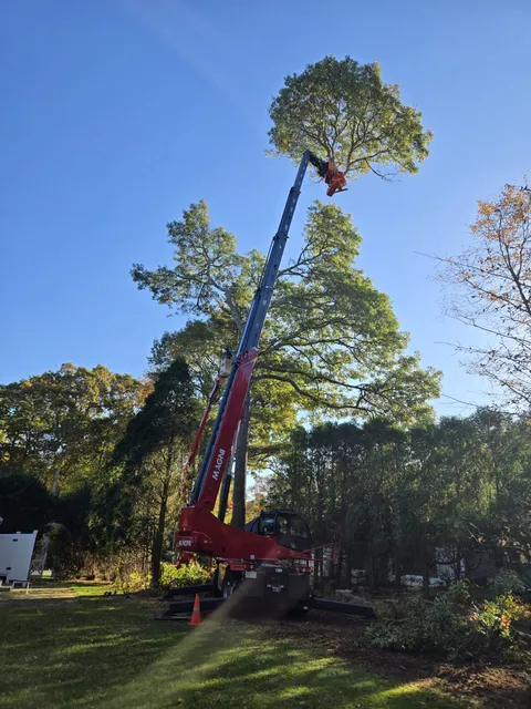 Tree removal in progress using a 100-foot spider lift, with an operator cutting branches from a tall tree against a clear blue sky, emphasizing expert tree services by Notch Your Average Tree Service.
